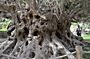 Historischer Olivenbaum auf Kreta