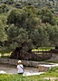 Uralter Olivenbaum auf Kreta
