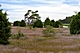 Typische Landschaftsform mit Wacholderbüschen in Örarevet