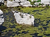 Teich am Artemistempel. Die derzeitigen Nutzer sind diese Schildkröten