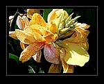 Prachtvolle Blüte einer Canna indica