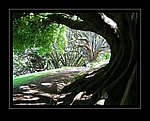 Ombu-Bäume, Phytolacca dioica im Albert-Park in Auckland, Neuseeland
