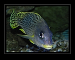 Fisch Schwarztupfen Süßlippe - Plectorhinchus gaterinus -  Blackspotted Rubberlip