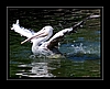 Pelikan - Pelecanus erythrorhynchos - White Pelican