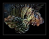 Indischer Rotfeuerfisch - Pterois miles - Devil firefish