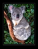 Koala-Baer - Phascolarctos cinereus im Eukalyptus
