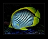 Chaetodon melannotus - Blackback butterflyfish - Schwarzrücken Falterfisch