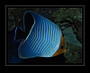 Orangeface butterflyfish - Chaetodon larvatus - Rotkopf Falterfisch
