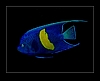 Yellowbar angelfish - Pomacanthus maculosus - Arabischer Kaiserfisch