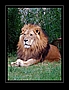 Löwe (Panthera leo, veraltet Leu)
