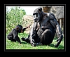 Schimpansen-Baby und Mutter