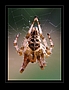 Kreuzspinne mit Netz - Araneus diadematus