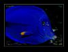Fisch: Blauer Segelflossendoktor