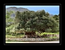 3300 Jahre alter Olivenbaum