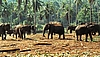 Sri Lanka: Elephant orphanage. Im Elefanten-Waisenhaus von Pinnawela