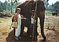Elefantenkuh mit ihrem Jungtier, dem Mahut und Angelika