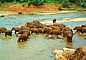 Elefantenbad im Fluss Maha Oya -  Sri Lanka