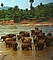Sri Lanka - Badestelle am Elefanten-Waisenhaus von Pinnawela