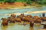 Sri Lanka, Maha Oya, badende Elefantenherde