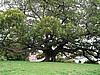 Ficus im Sydney Royal Botanic Gardens