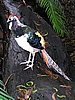 Lady-Amherst pheasant - Chrysolophus amhersitae - Diamantfasan