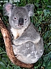 Koala Bär - Teddy und sein Eukalyptus