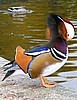 Mandarin-Ente putzt sich am Rundbassin von Schloss Schönbrunn