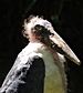 Marabu , Marabou Stork