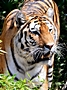 Der Tiger (Panthera tigris)