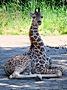 Giraffen-Junges