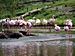 Flamingos in prächtiger Zoo-Landschaft