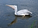White Pelican - Weißer Pelikan