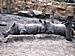 Nashörner - Rhinozerosse
