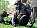 Schimpansen-Baby mit Mutter
